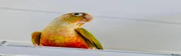 Conures birds for sale: PINEAPPLE CONURE AND GREEN CHEEK CONURE  in Oxford - Advert 3