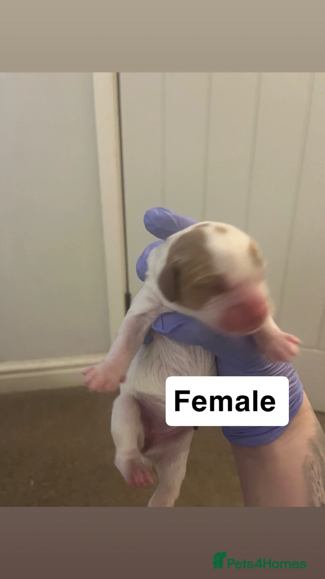 Cavapoo dogs for sale: cavapoo puppies  - Advert 8