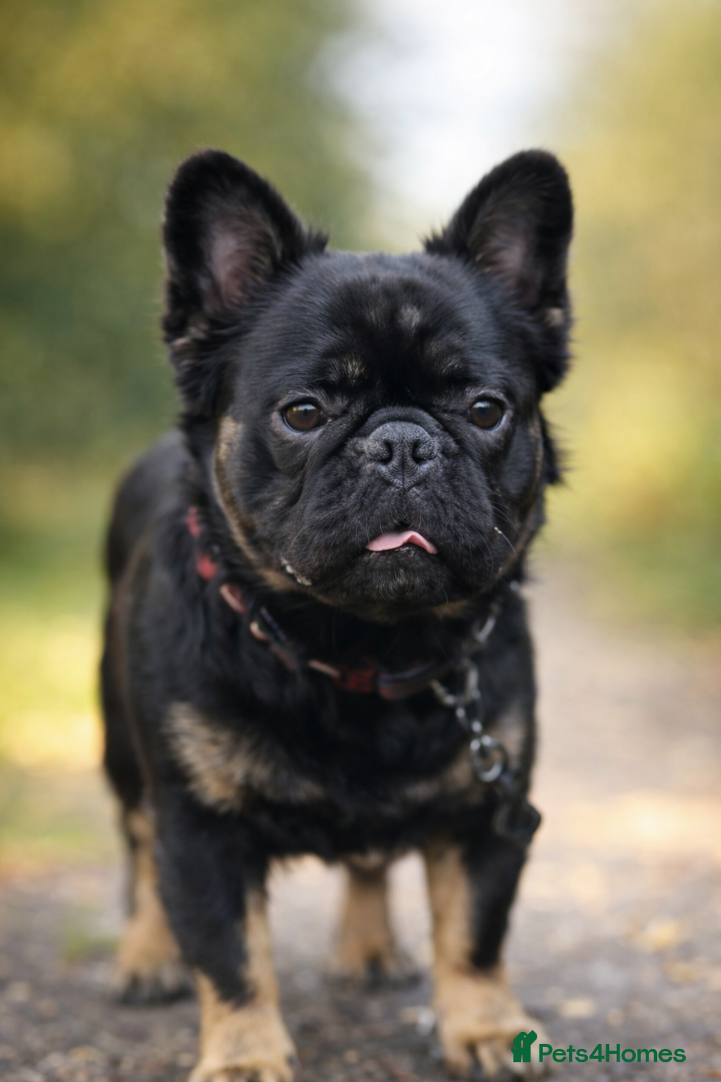 French Bulldog dogs Visual Fluffy French Bulldog Stud - Advert 19