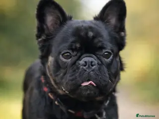 French Bulldog dogs Visual Fluffy French Bulldog Stud - Advert 19