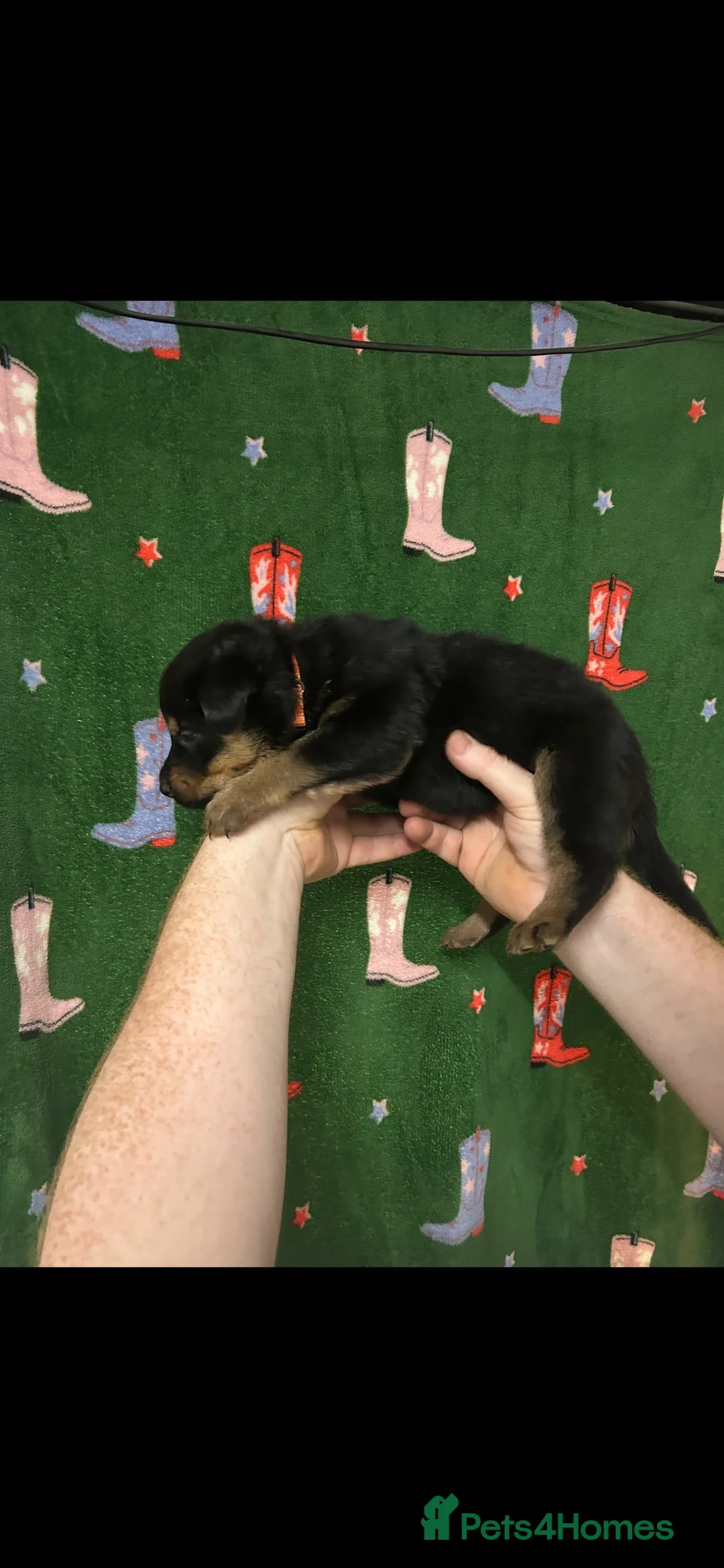 Mixed Breed dogs for sale: Swiss Shepherd Rottweiler  mix breed puppies - Advert 25