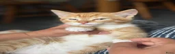 Mixed Breed cats for sale: Adorable kittens looking for loving homes - Advert 12