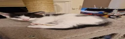 Mixed Breed cats for sale: Playful kittens looking for their furrever homes - Advert 2