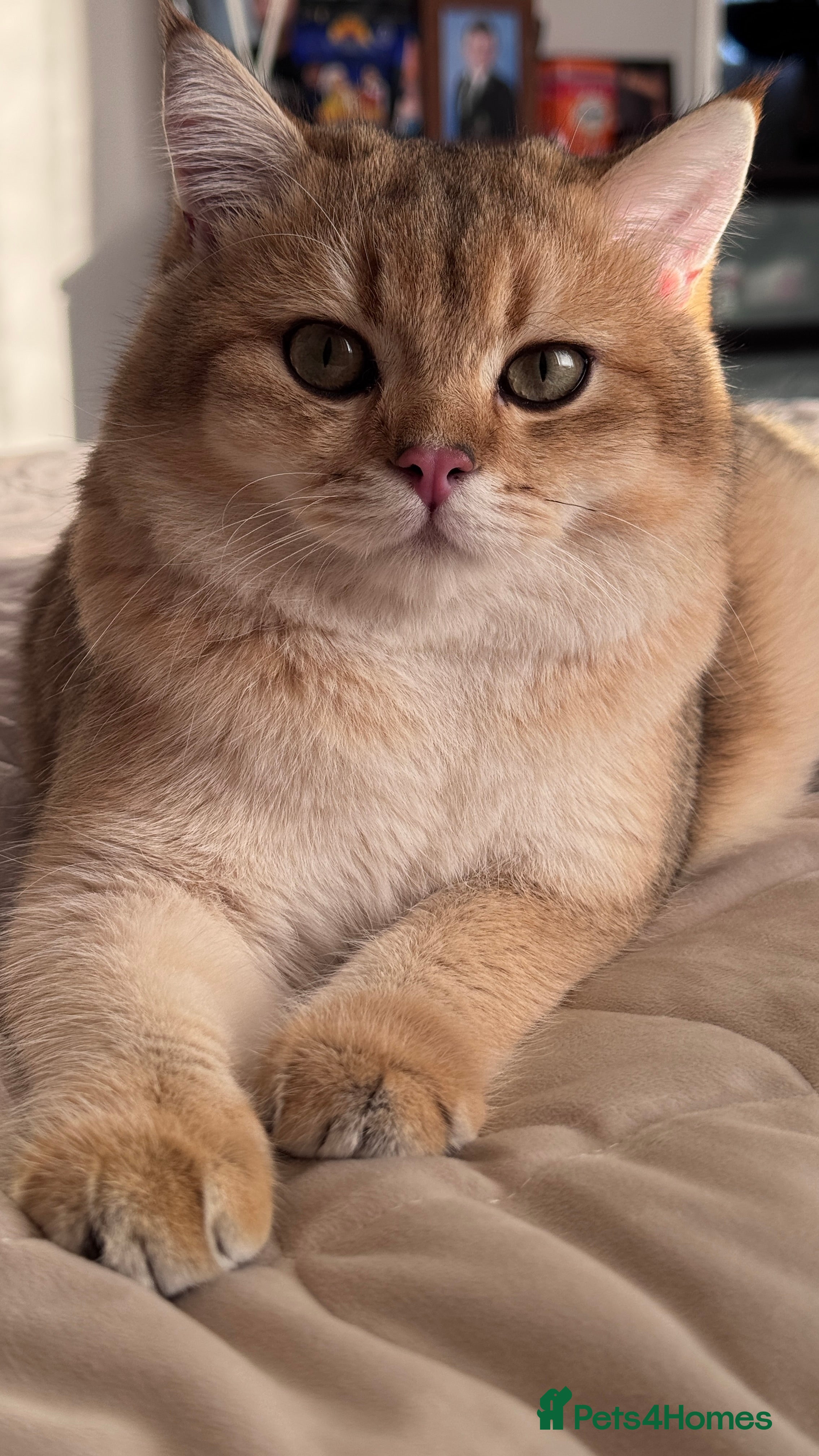 British Shorthair cats BSH BOY GCCF GOLDEN BLACK TIPPED  - Advert 9