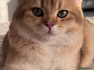 British Shorthair cats BSH BOY GCCF GOLDEN BLACK TIPPED - Advert 4