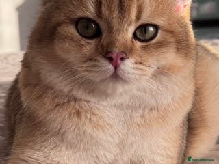 British Shorthair cats BSH BOY GCCF GOLDEN BLACK TIPPED - Advert 11