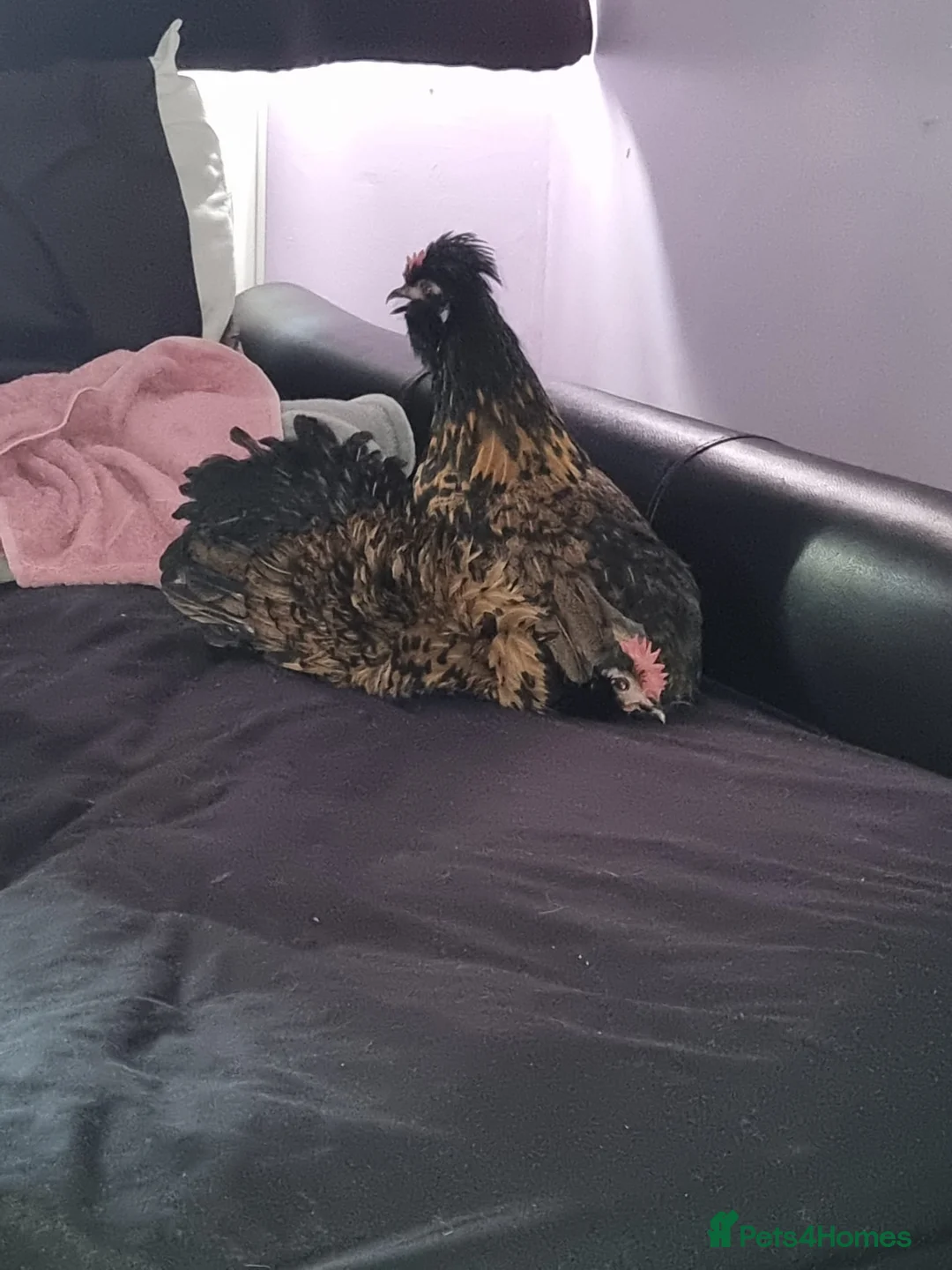 Chickens poultry for sale: 2 female frizzle chickens  in Isleworth - Advert 3