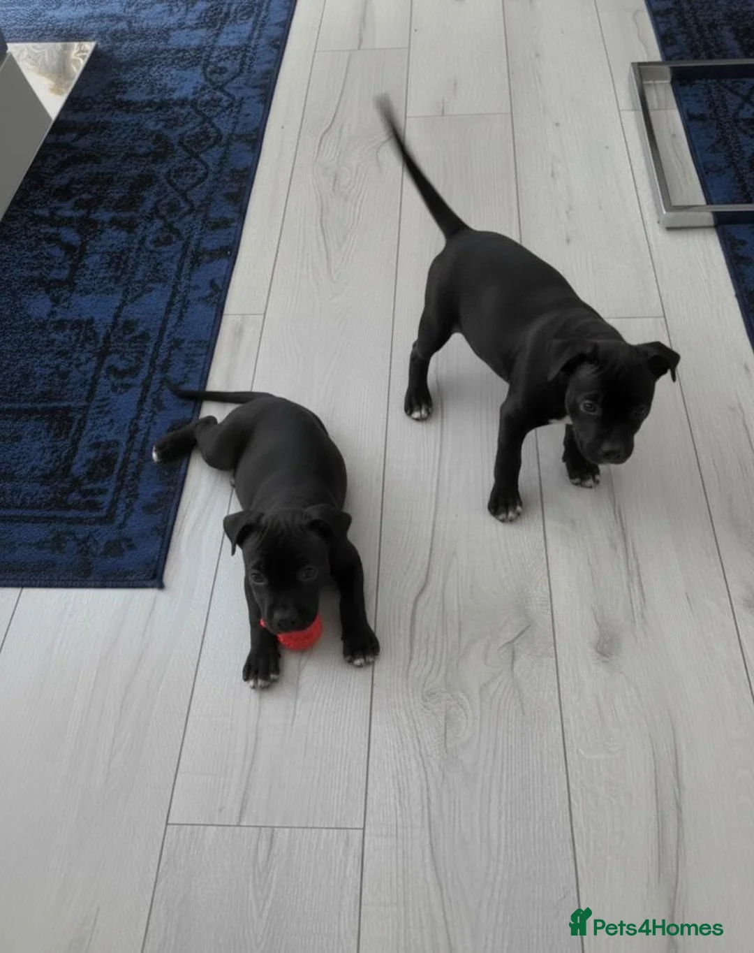 Staffordshire Bull Terrier dogs for sale: Staff puppies for sale  - Advert 2