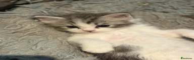 Maine Coon 2