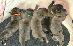 Boxer dogs for sale: Beautiful Boxer cross - Image 5