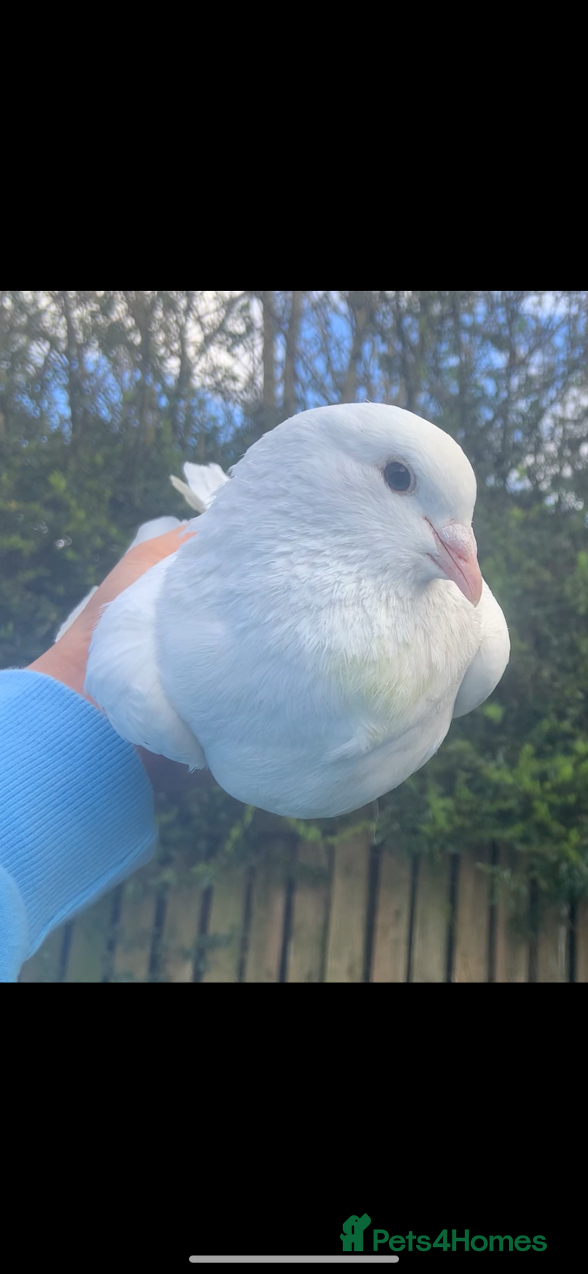 Pigeons birds Hand reared fantails  - Advert 2