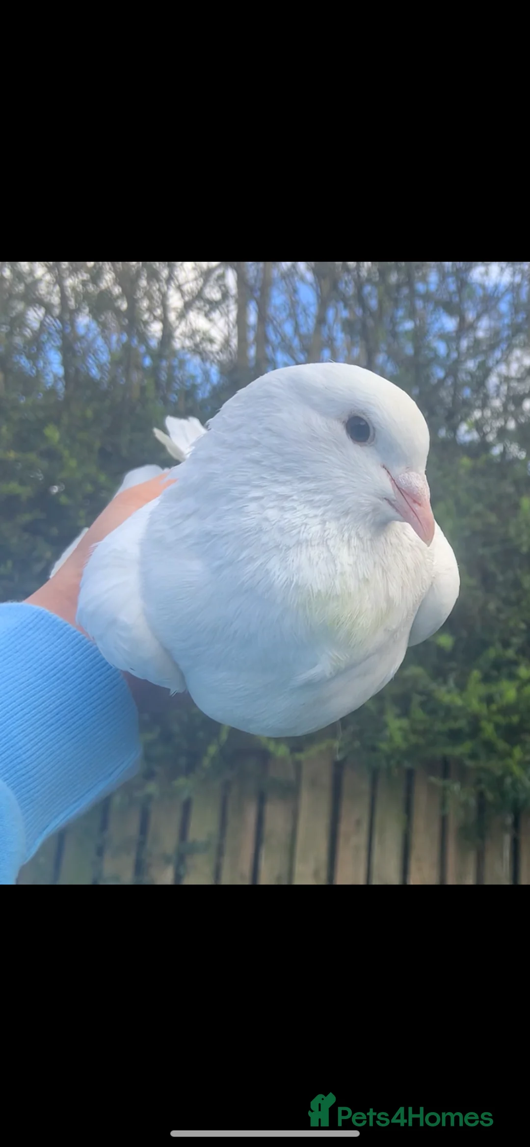 Pigeons birds for sale: Hand reared fantails  in Houghton le Spring - Advert 1
