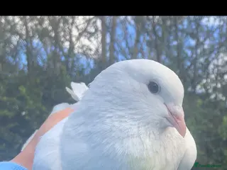 Pigeons birds Hand reared fantails - Advert 17