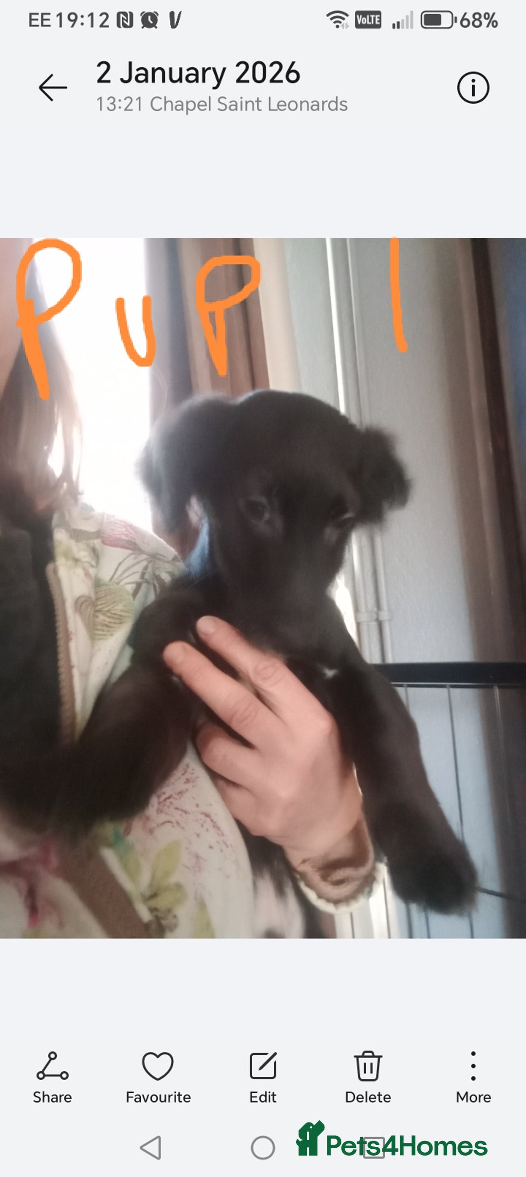 Mixed Breed dogs for sale: 3 Cockapoo x Jack Russell DNA clr Mum - Advert 10