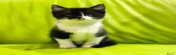 Mixed Breed cats for sale: Kittens for sale ,mixed breed, wonderful behaviour - Advert 16
