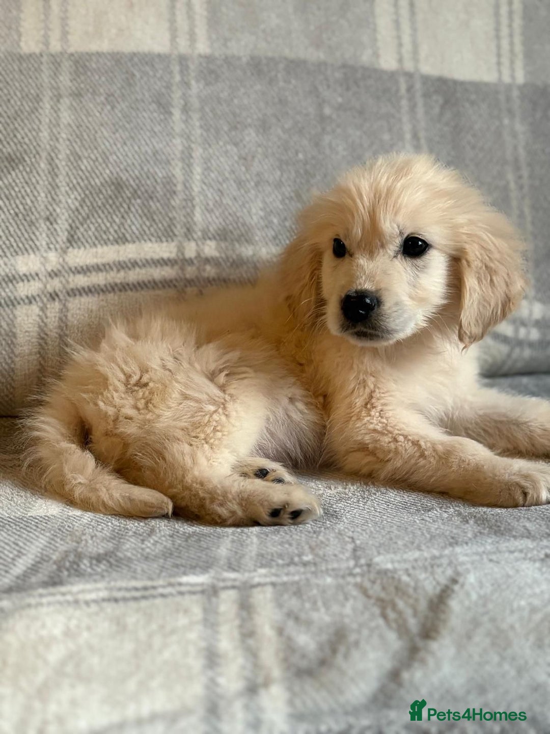 Labrador Retriever dogs for sale: Adorable 8-week-old Golden Retriever puppies  - Image 5