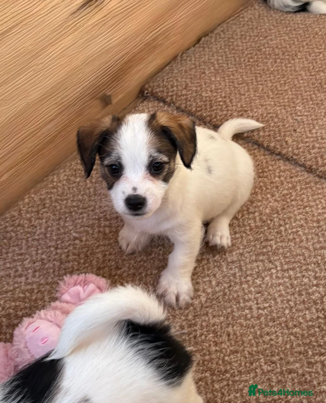 Jack Russell dogs for sale: Traditional short-legged Jack Russell puppy’s!  - Advert 14
