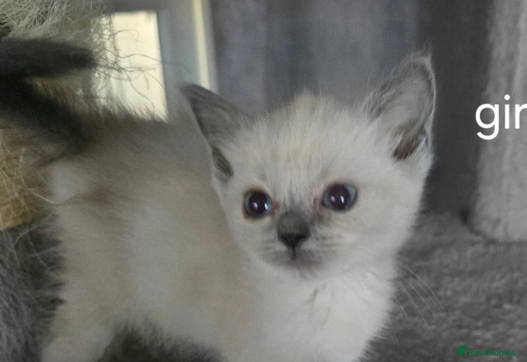 British Shorthair cats for sale: British shorthair x ragdoll - Advert 1