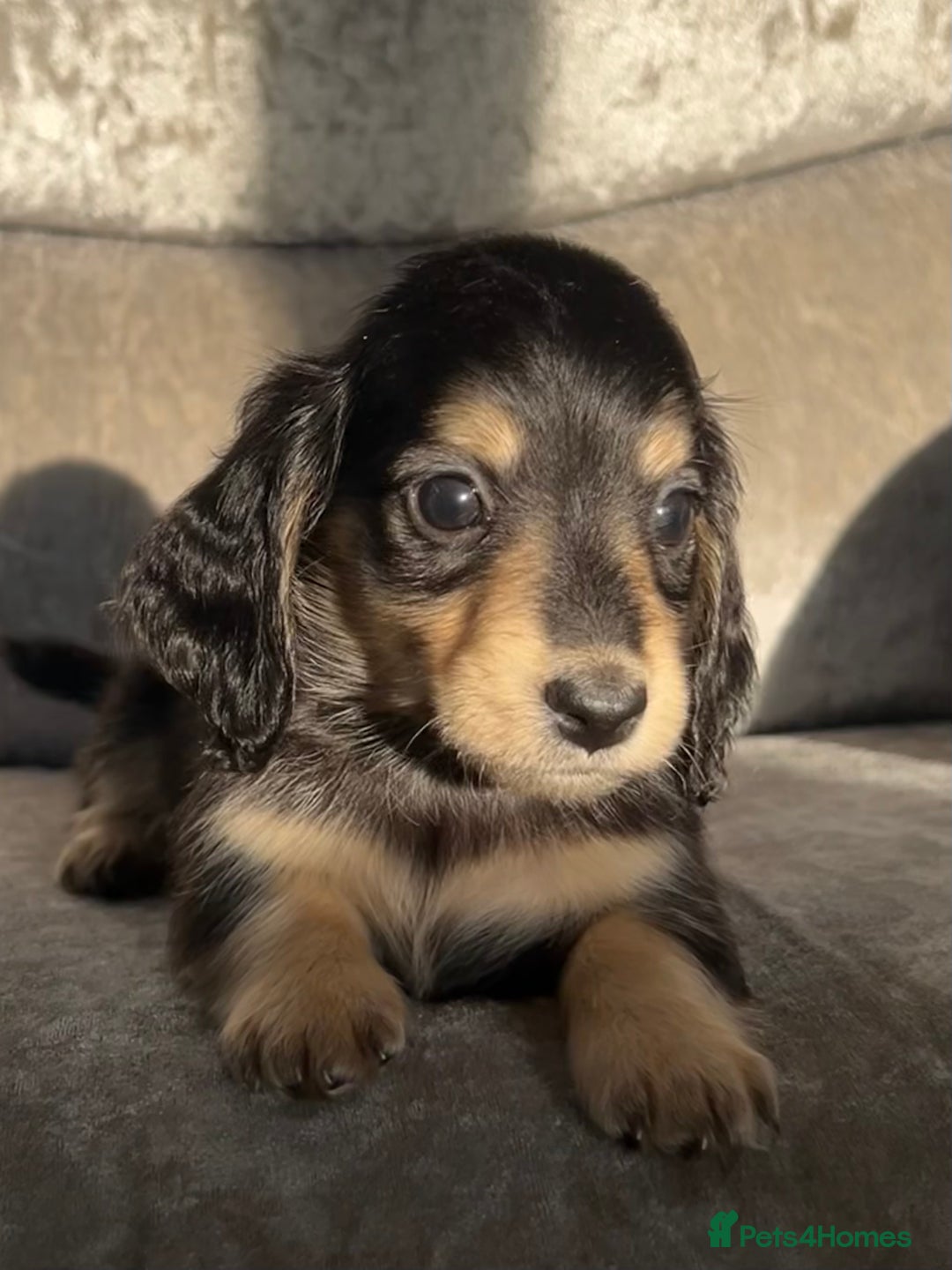 Dachshund dogs for sale: KC miniature long hair dachshunds for sale - Advert 6