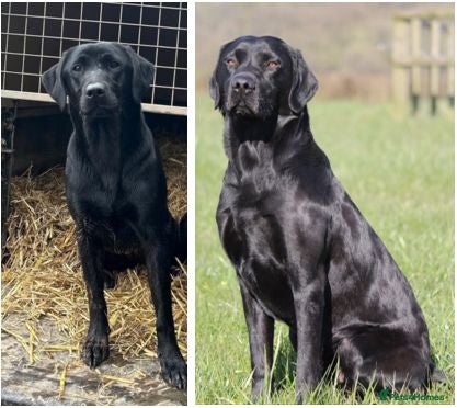 Labrador Retriever dogs KC Registered Labrador Puppies For Sale - Advert 14