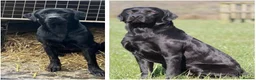 Labrador Retriever dogs for sale: KC Registered Labrador Puppies For Sale - Advert 1