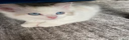 Ragdoll cats for sale: 4 TICA Registered Ragdoll girls available - Advert 13