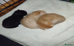 Domestic Shorthair cats for sale: 3 beautiful kittens - Image 2