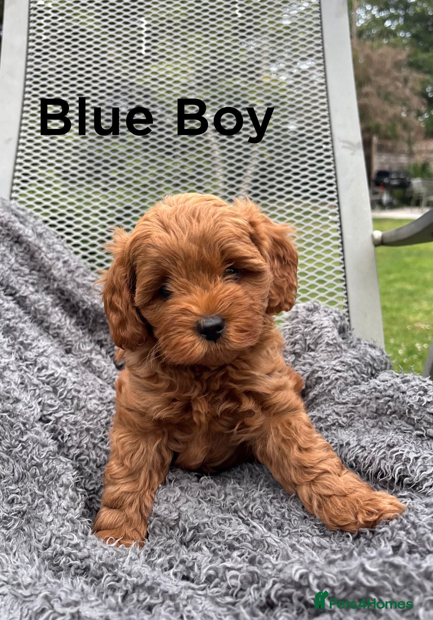 Cavapoo dogs Stunning Red F1b Cavapoo Puppies  - Advert 1