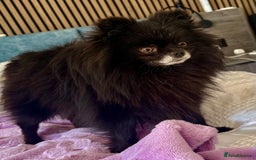 Pomeranian dogs for adoption: Nike – Torn From the Edge of Death - Image 10