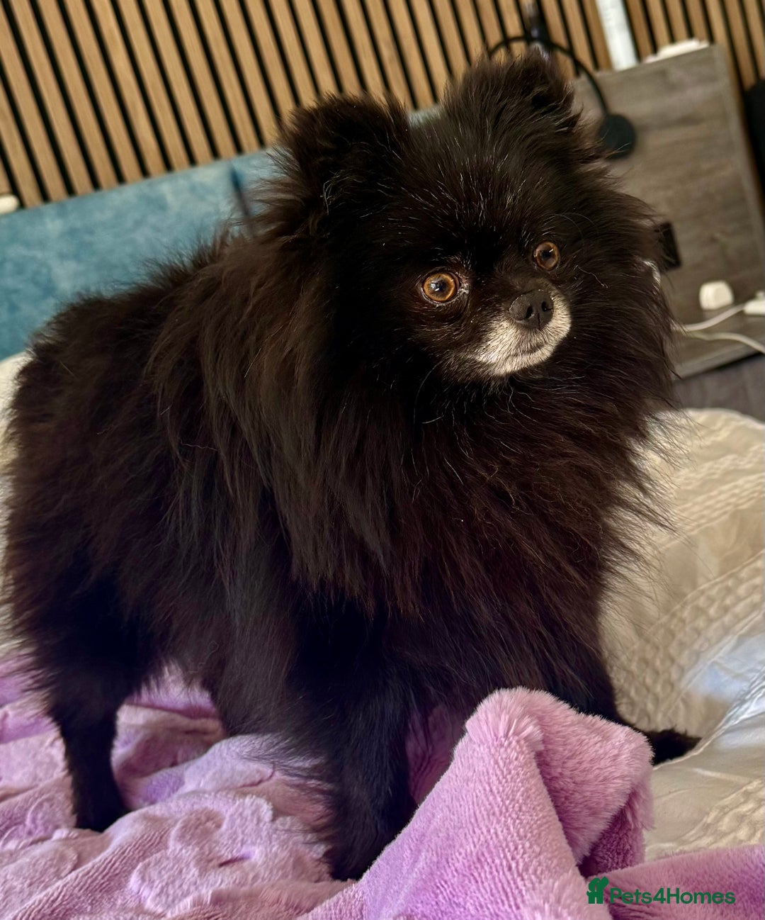 Pomeranian dogs for adoption: Nike – Torn From the Edge of Death - Image 10