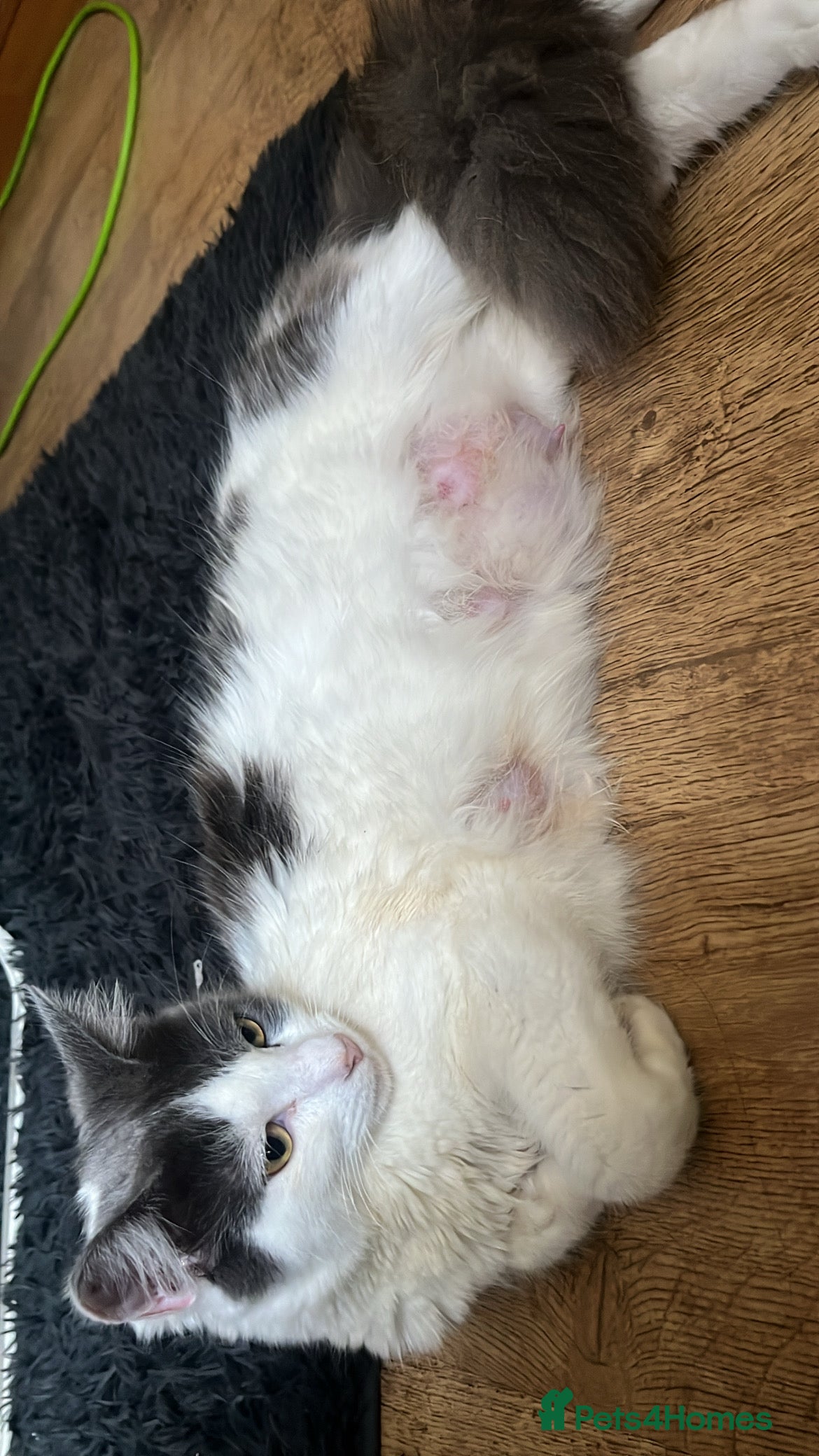Mixed Breed cats Mixed breed long haired kittens  - Advert 2