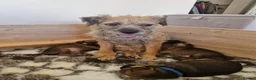 Border Terrier dogs for sale: Border Terrier Puppies - Advert 5