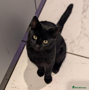 Mixed Breed cats for adoption: JET.. - Advert 1
