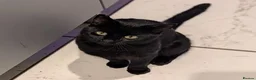 Mixed Breed cats for adoption: JET.. - Advert 1