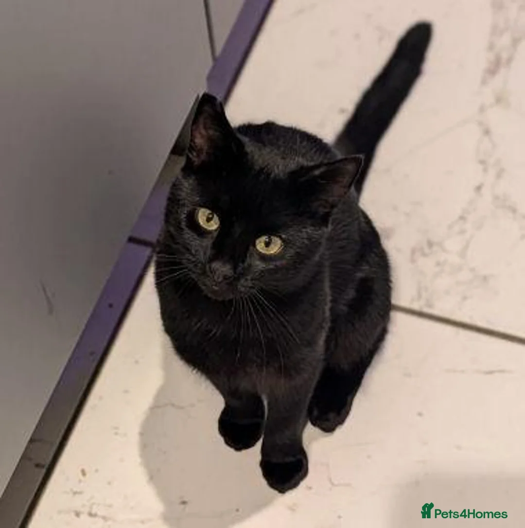 Mixed Breed cats for adoption: JET.. - Advert 1
