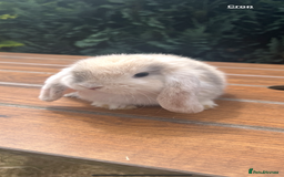 Mini Lop rabbits for sale: Gorgeous Mini Lop Babies - Image 4