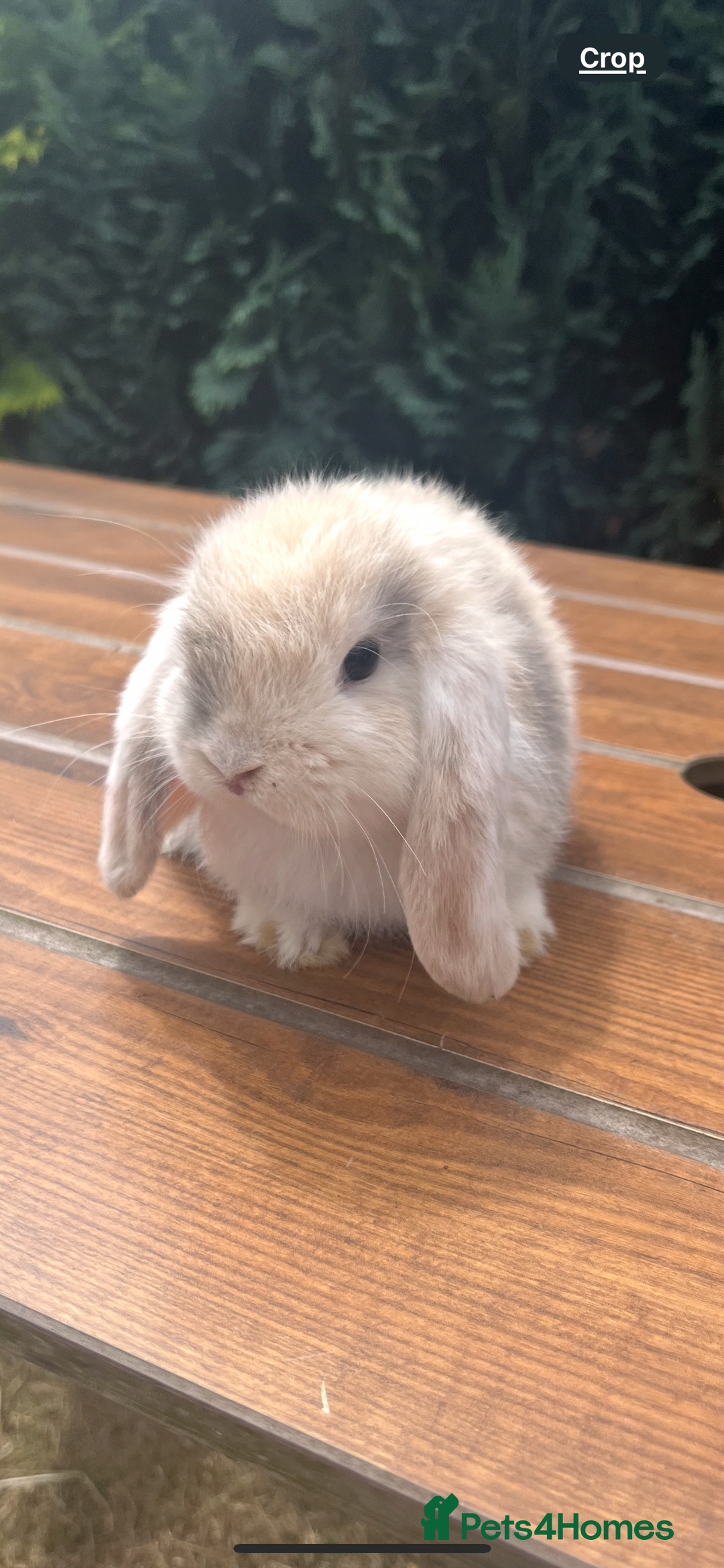 Mini Lop rabbits for sale: Gorgeous Mini Lop Babies - Image 4