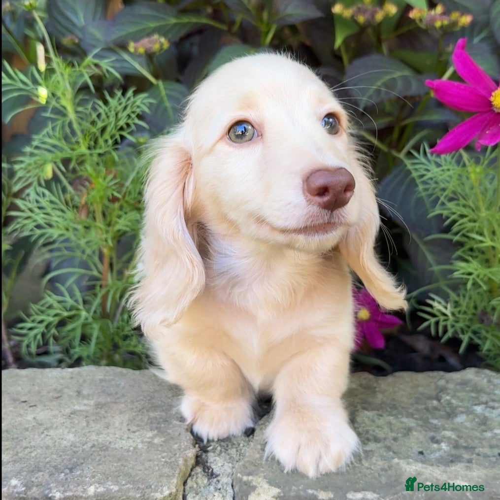 Miniature Dachshund dogs 🤍 Beautiful Cream Longhaired Baby Boy 🤍 - Advert 2