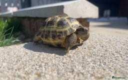 Tortoise reptiles for sale: Horsefield tortoises - Image 6