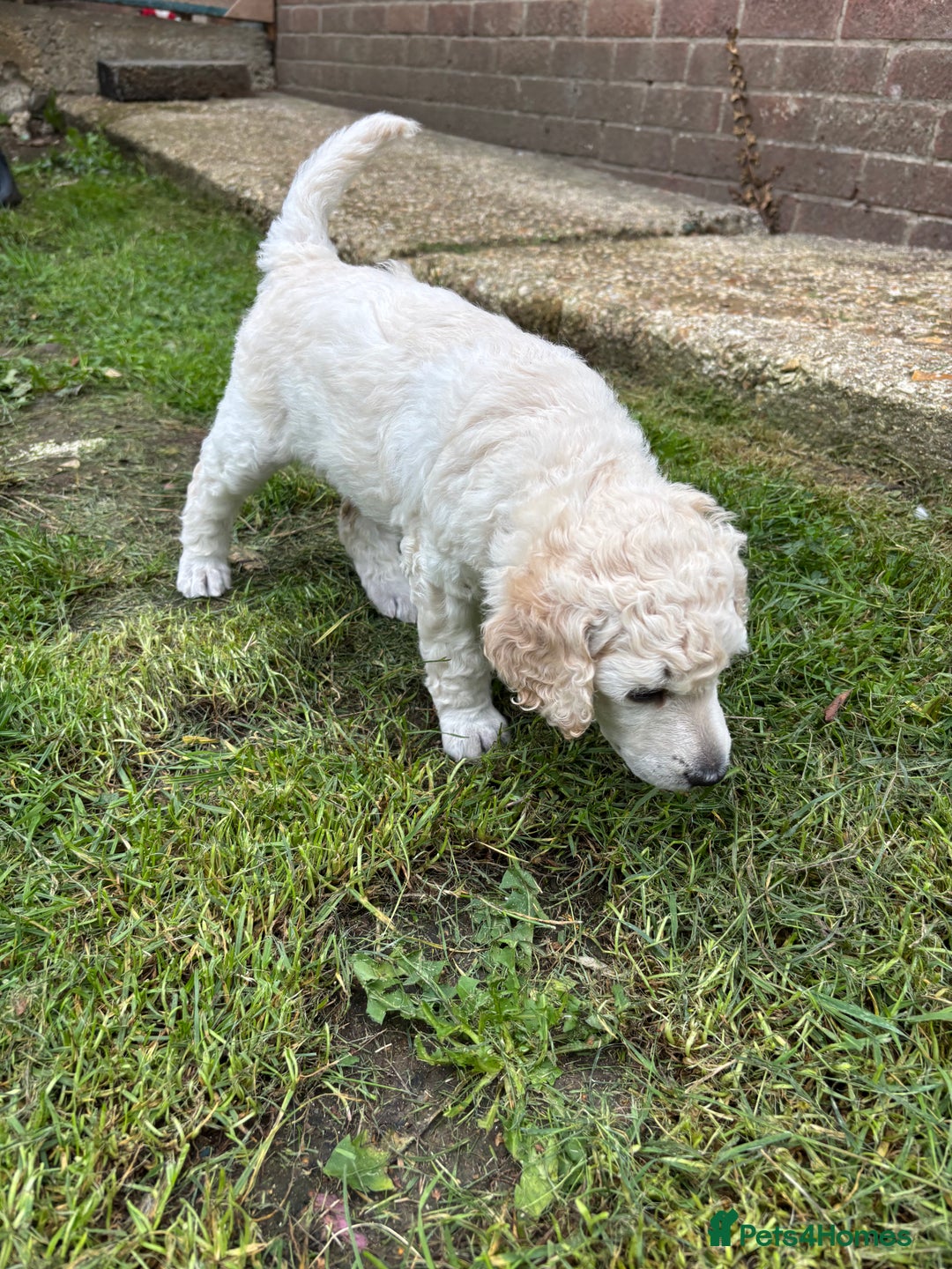 Standard Poodle dogs for sale: Standard poodle  - Image 23
