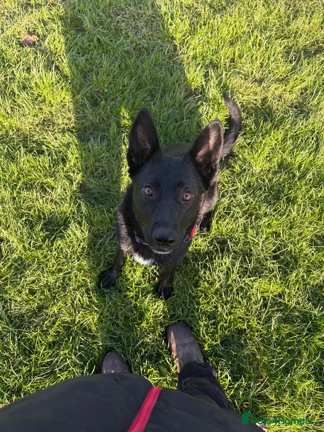 German Shepherd dogs for sale: Luna German shepherd for rehome - Advert 1