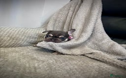 French Bulldog dogs for sale: Gorgeous Puppies ready to be reserved  - Image 17