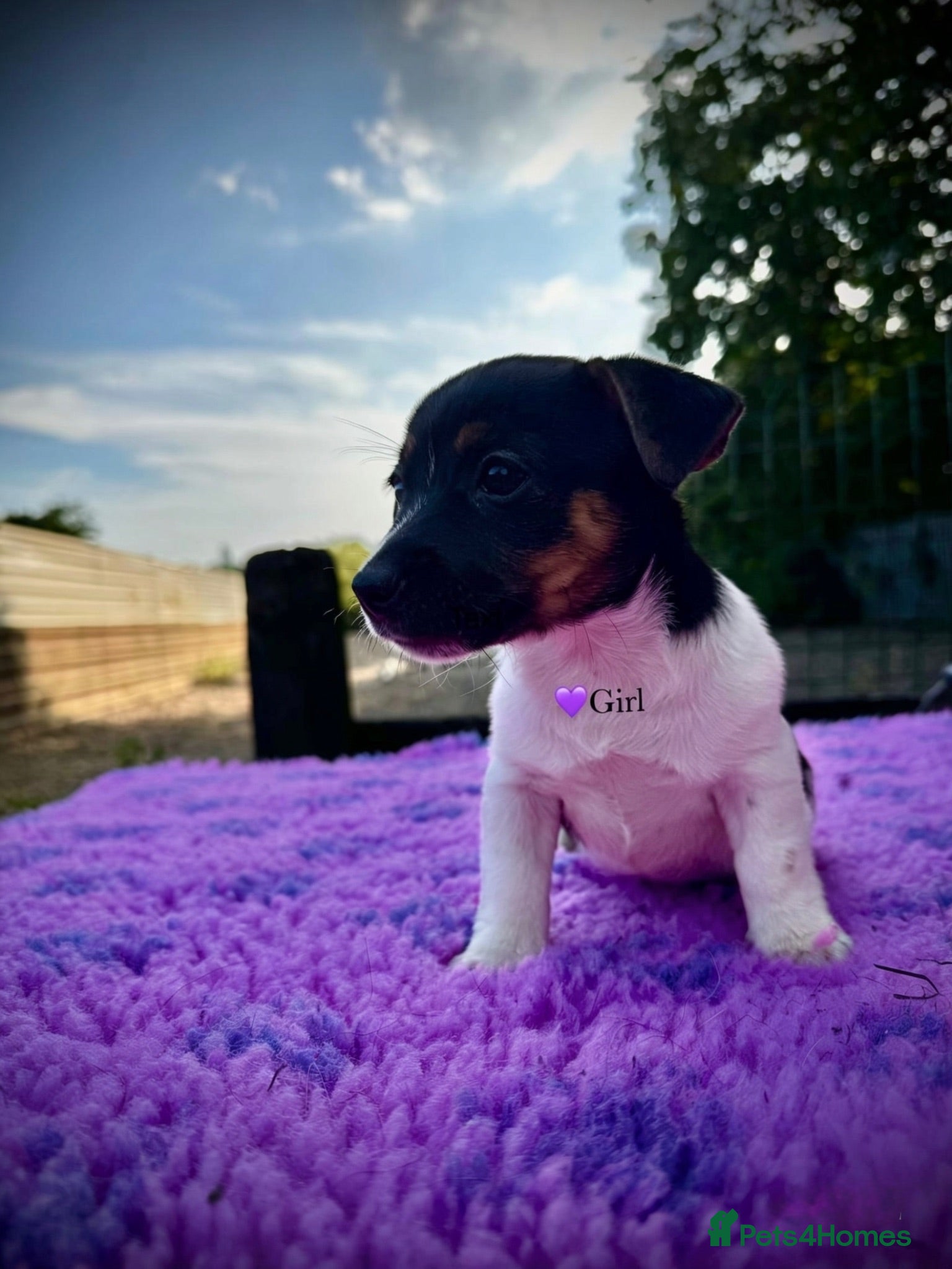 Jack Russell dogs Beautiful jack pups  - Advert 1