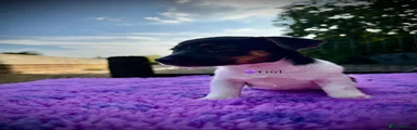 Jack Russell 1
