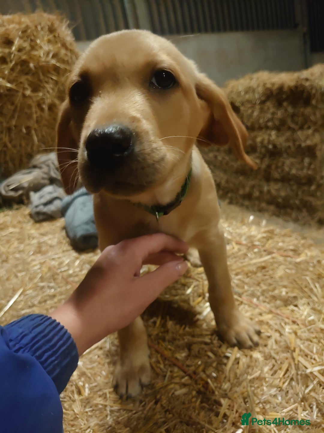 Labrador Retriever dogs for sale: KC Registered Fox Red & Yellow Labradors - Image 16