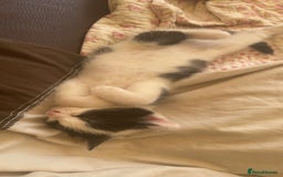 Domestic Shorthair cats for sale: Kittens for sale - Image 1