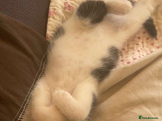 Domestic Shorthair cats - Advert 33