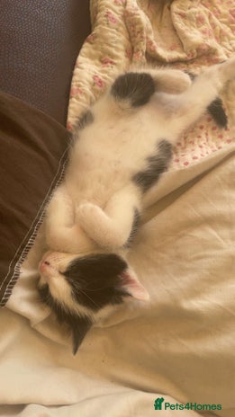 Domestic Shorthair cats - Advert 13