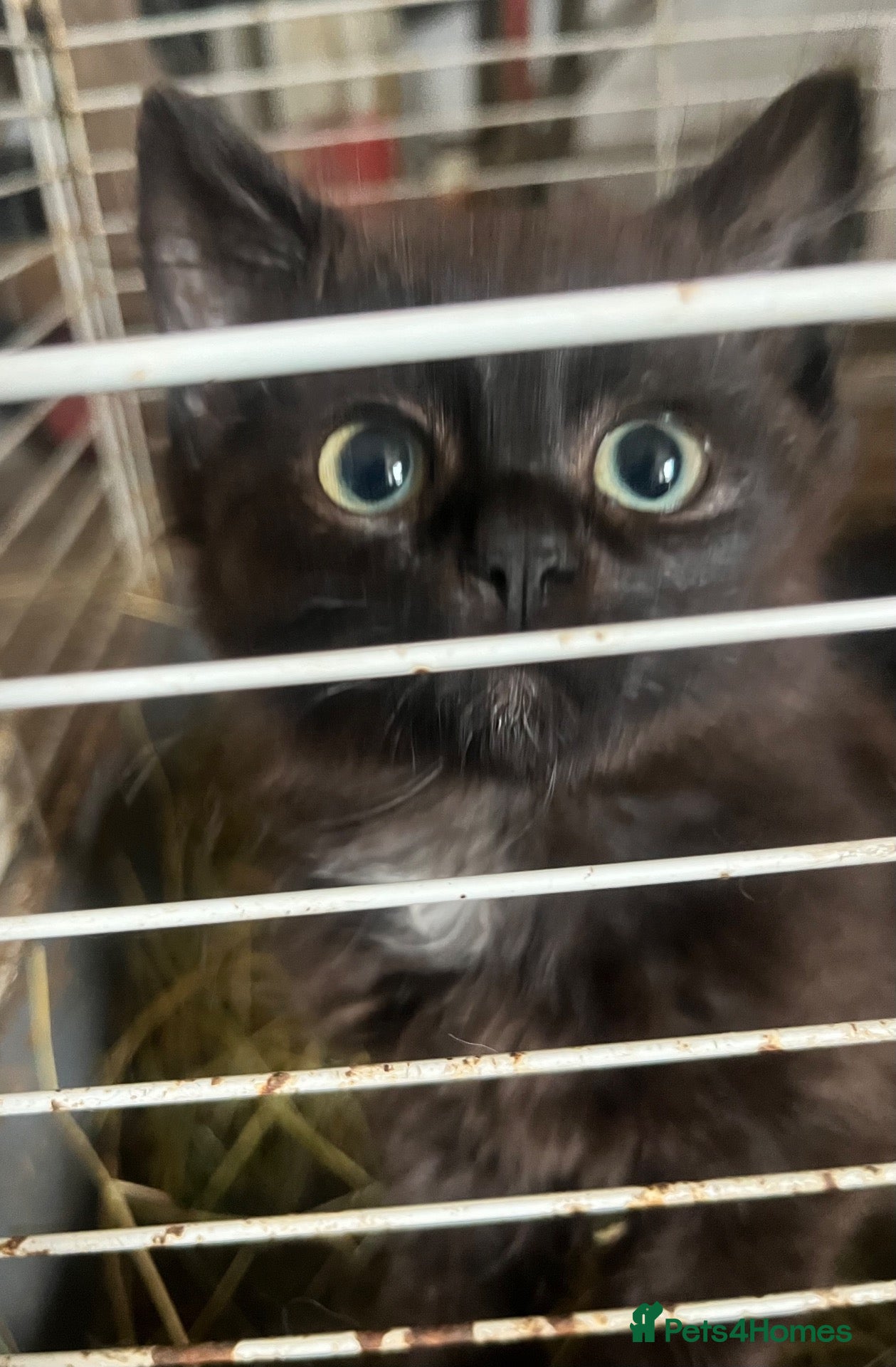 Mixed Breed cats Farm Kittens  - Advert 1