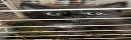 Mixed Breed cats for sale: Farm Kittens  - Advert 1
